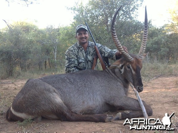 Waterbuck 27.75 inch