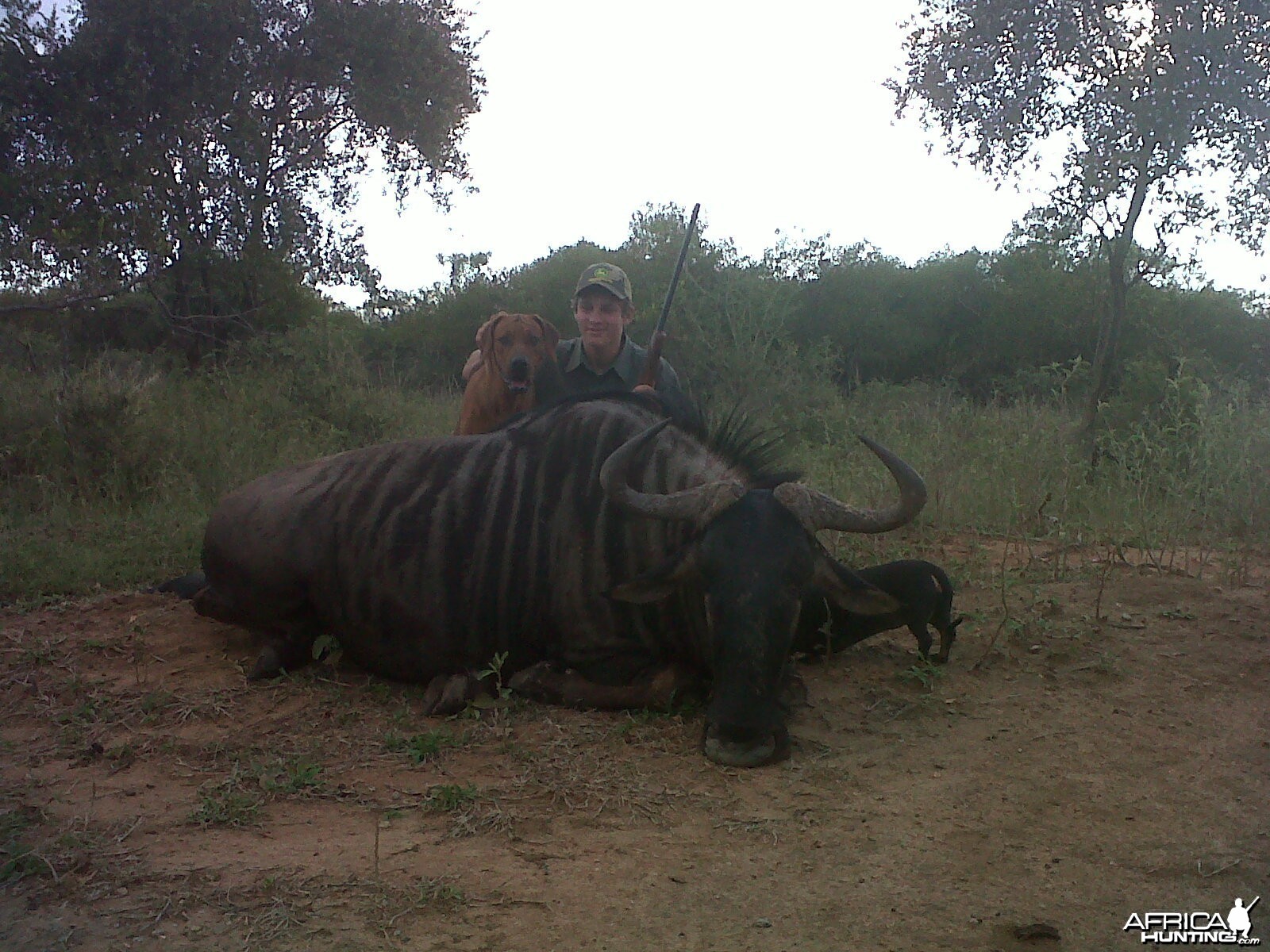 Blue Wildebeest