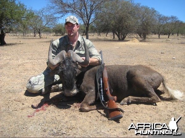 Black Wildebeest (White tailed Gnu)