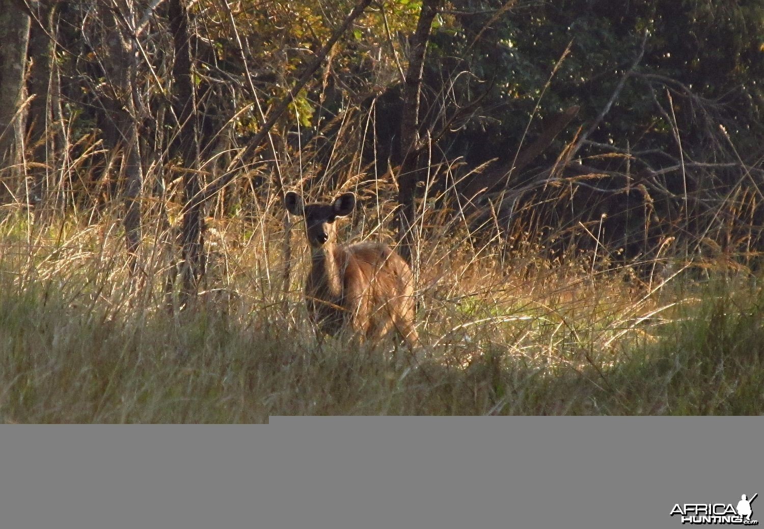 Forest Sitatunga female