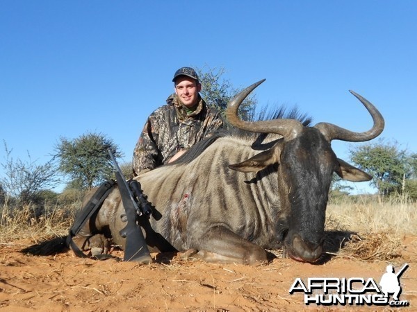 Hunter Birmingham Blue wildebeest bull