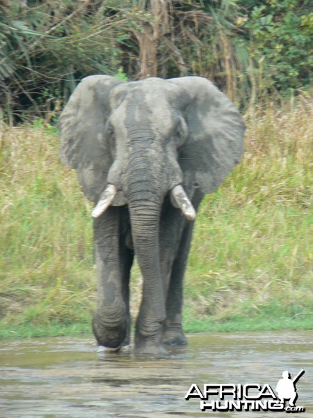 Elephant