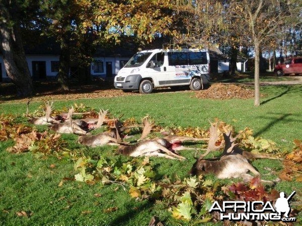 Fallow deer hunt in Europe Hungary