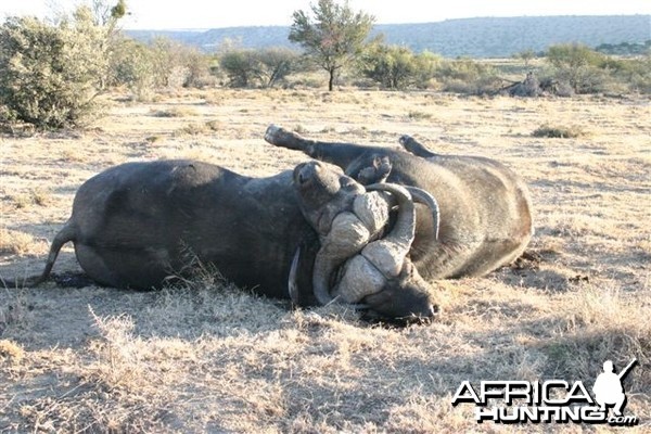 Buffalo fight to the death