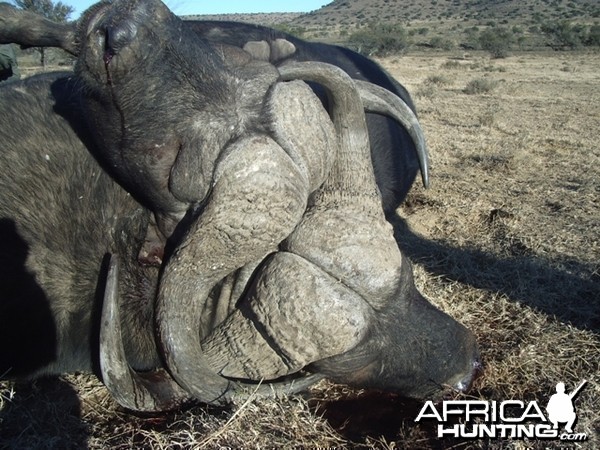 Buffalo fight to the death