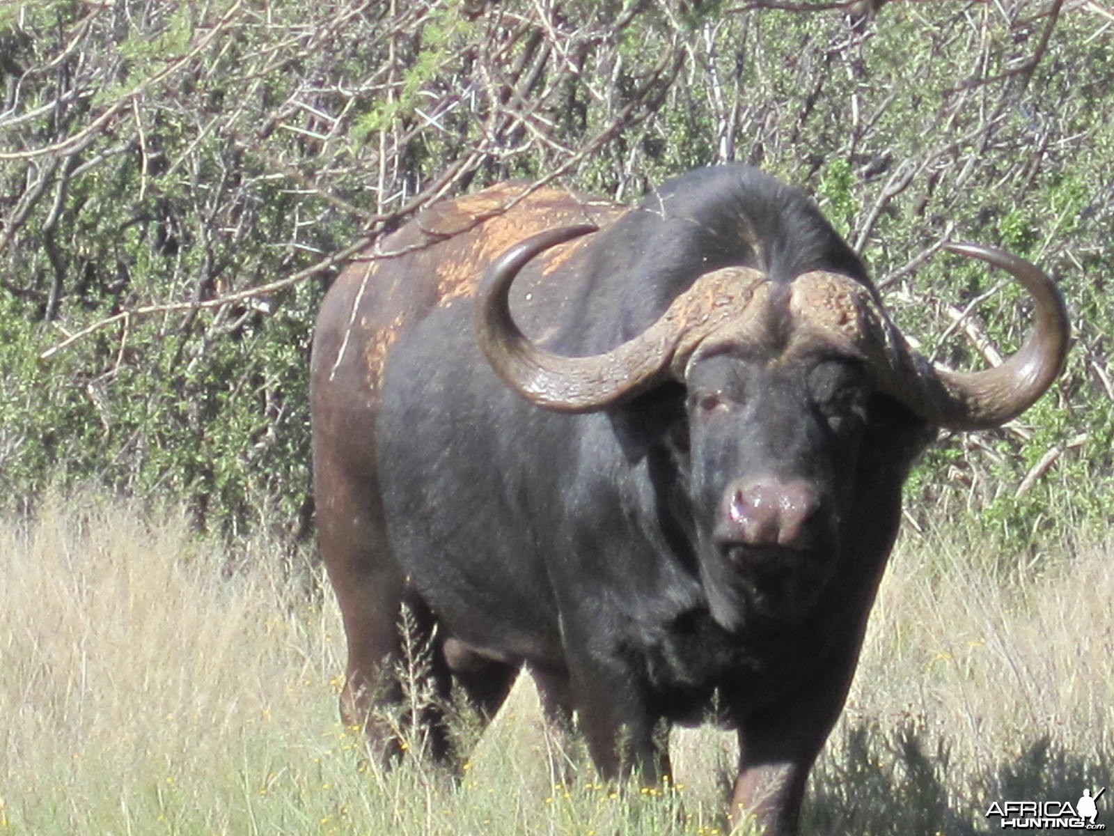 Buffalo