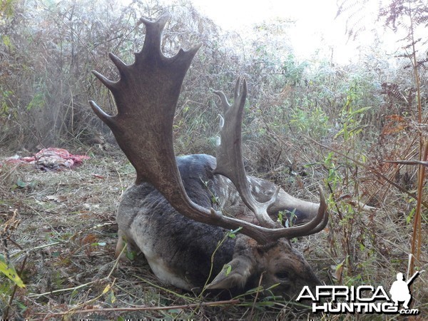 Fallow deer hunted in Hungary