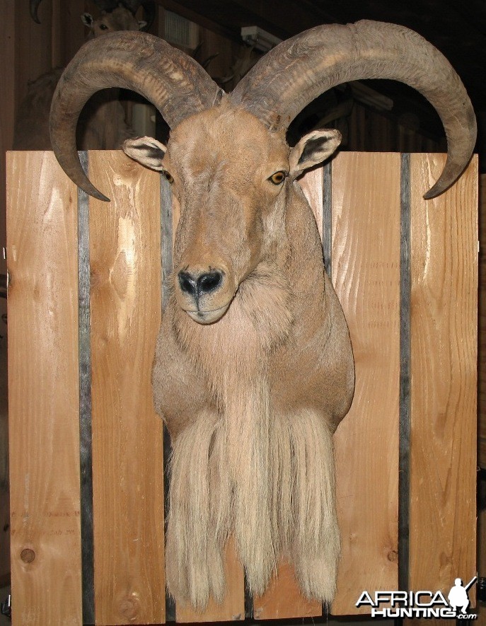 AOUDAD MOUNT