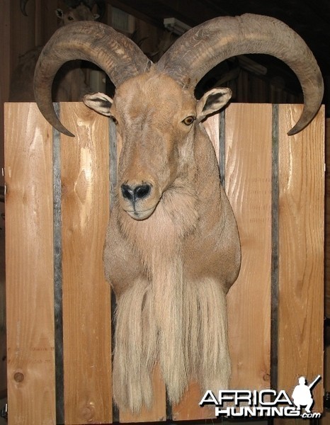 AOUDAD MOUNT