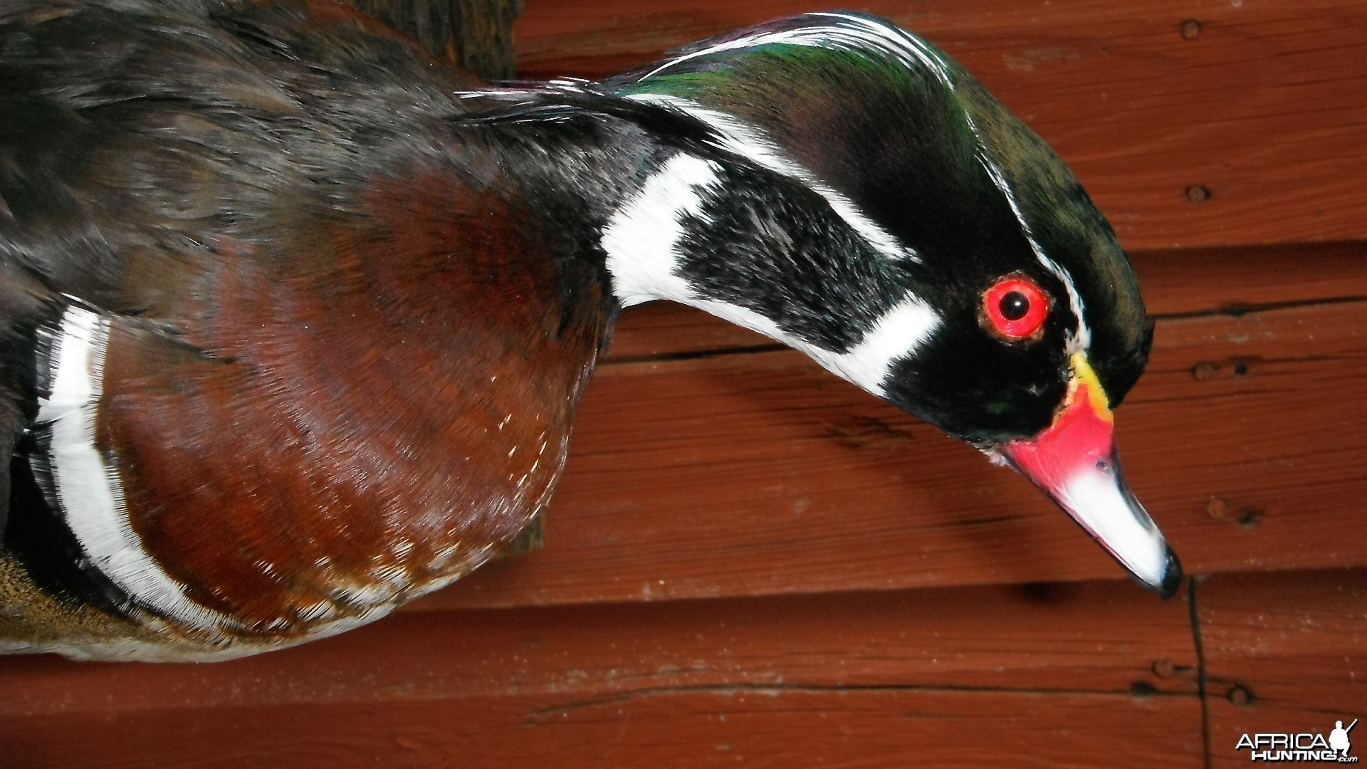 DRAKE WOODIE