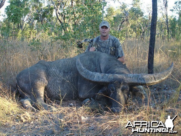 Big Australian Buffalo with bow