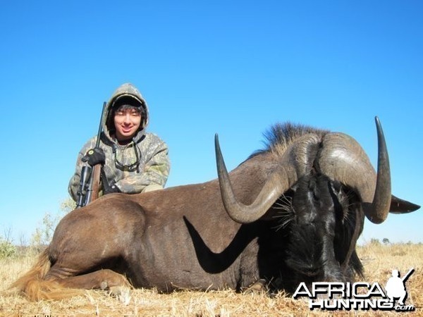 Black Wildebeest Hartview 2012