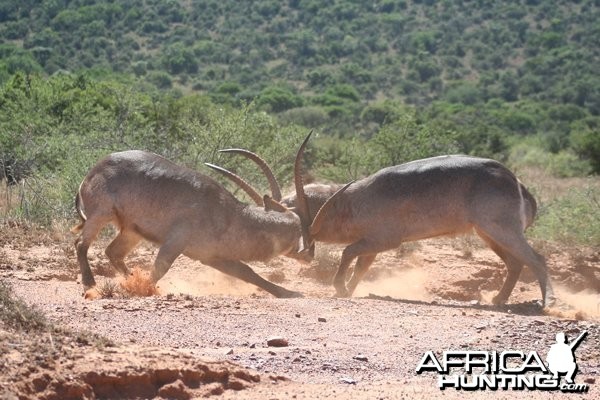 Waterbuck Bulls Fighting