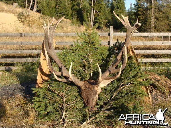 RED STAG HUNTING IN ROMANIA