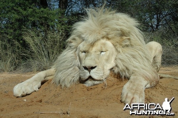 White Lion South Africa