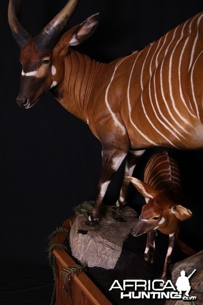 Bongo mount