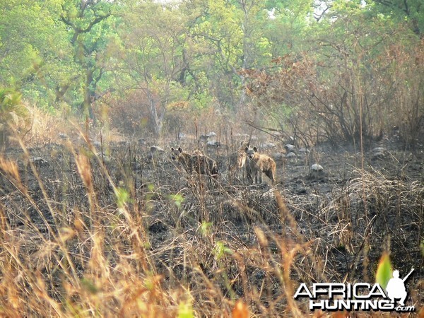 Spotted Hyena