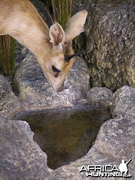 Taxidermy