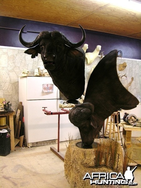 Taxidermy