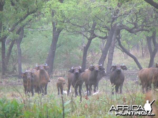 Buffalo in CAR