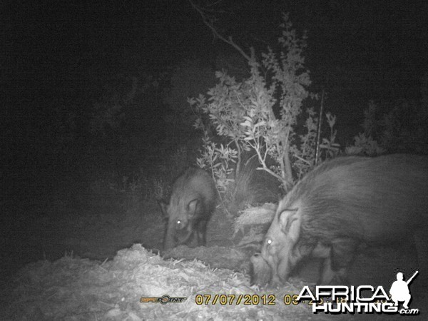 monster bushpig on trailcam