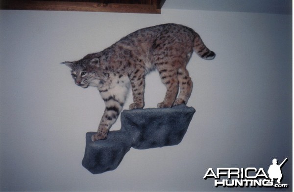 Bobcat mount