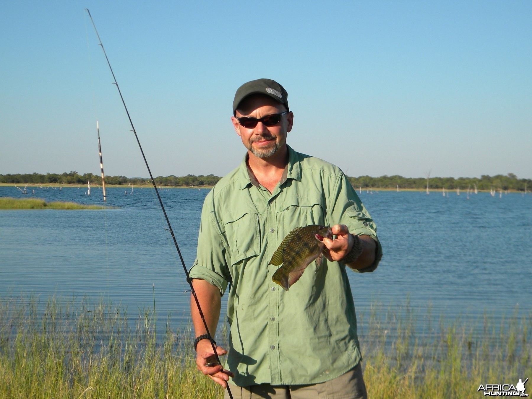 Lake Kariba Tilapia