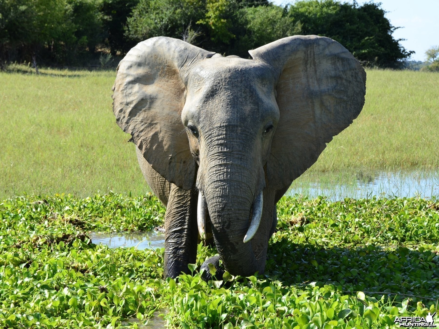 Ele Cow, Omay North, Zimbabwe