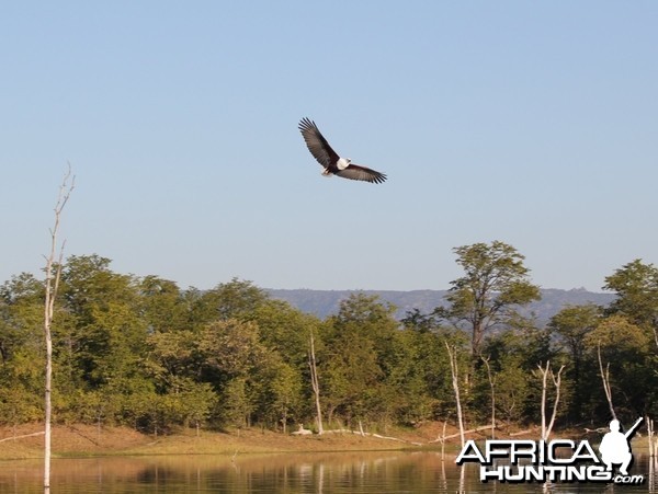 Fish Eagle, Lake Kariba