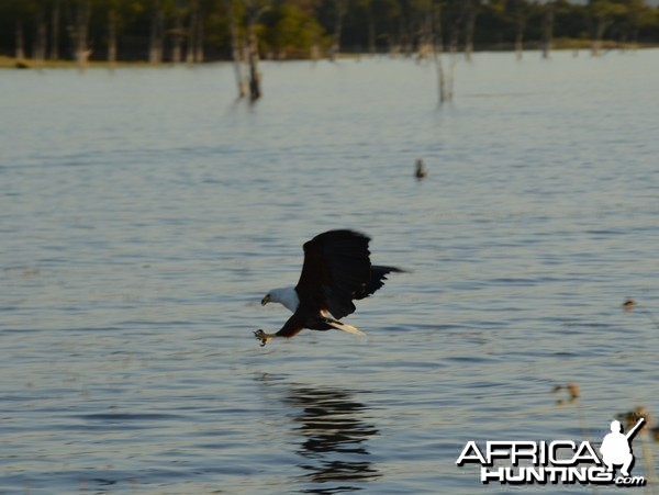 Fish Eagle, Lake Kariba