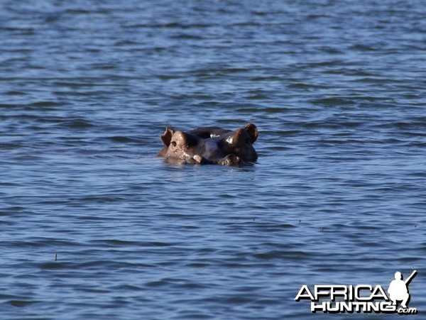 Hippo Bull, Lake Kariba