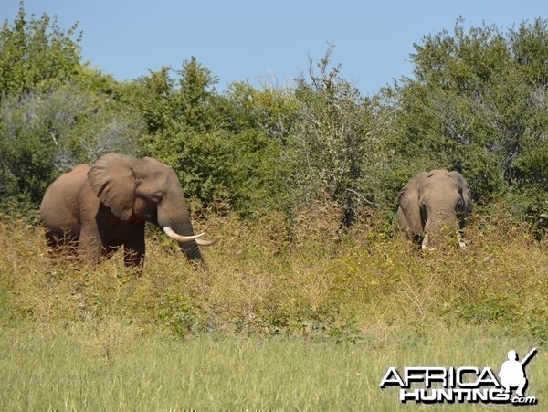 Ele Bulls, Omay North, Zimbabwe