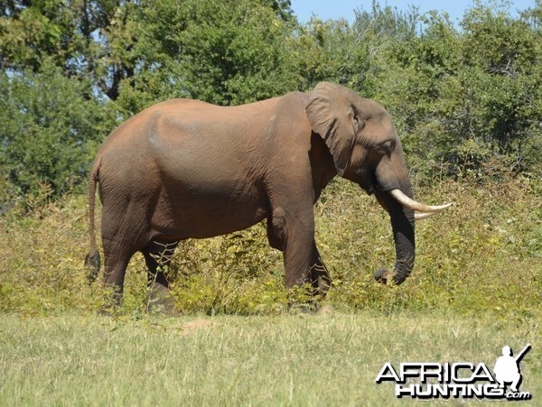 Ele Bull, Omay North, Zimbabwe