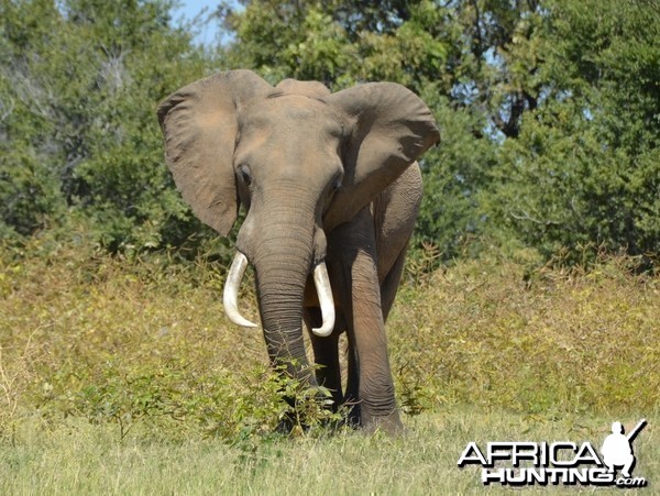 Ele Bull, Omay North, Zimbabwe
