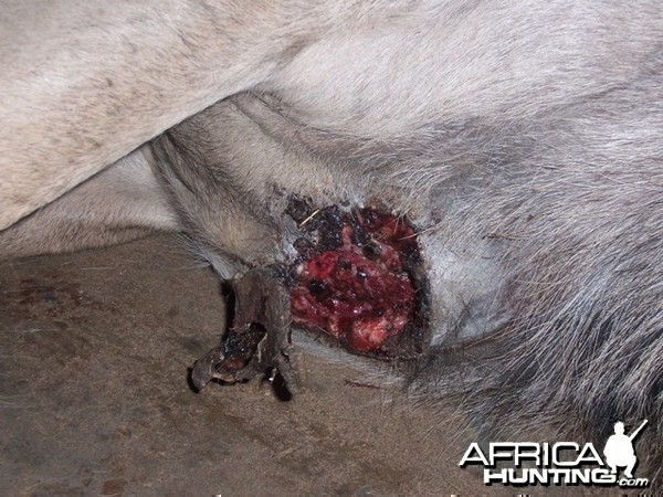 Maggot wound on Kudu