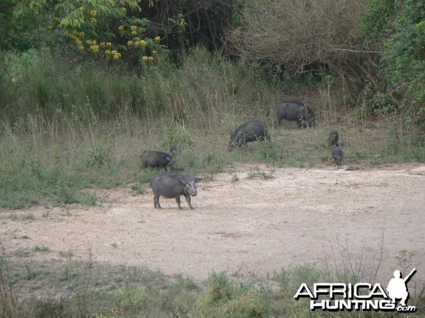 Giant forest Hog family in CAR