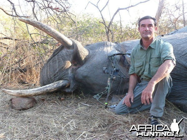 bowhunted elephant