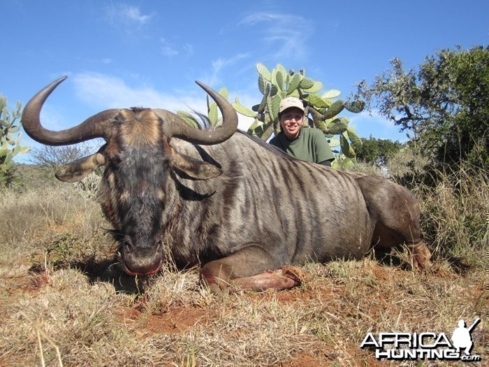 Blue Wildebeest