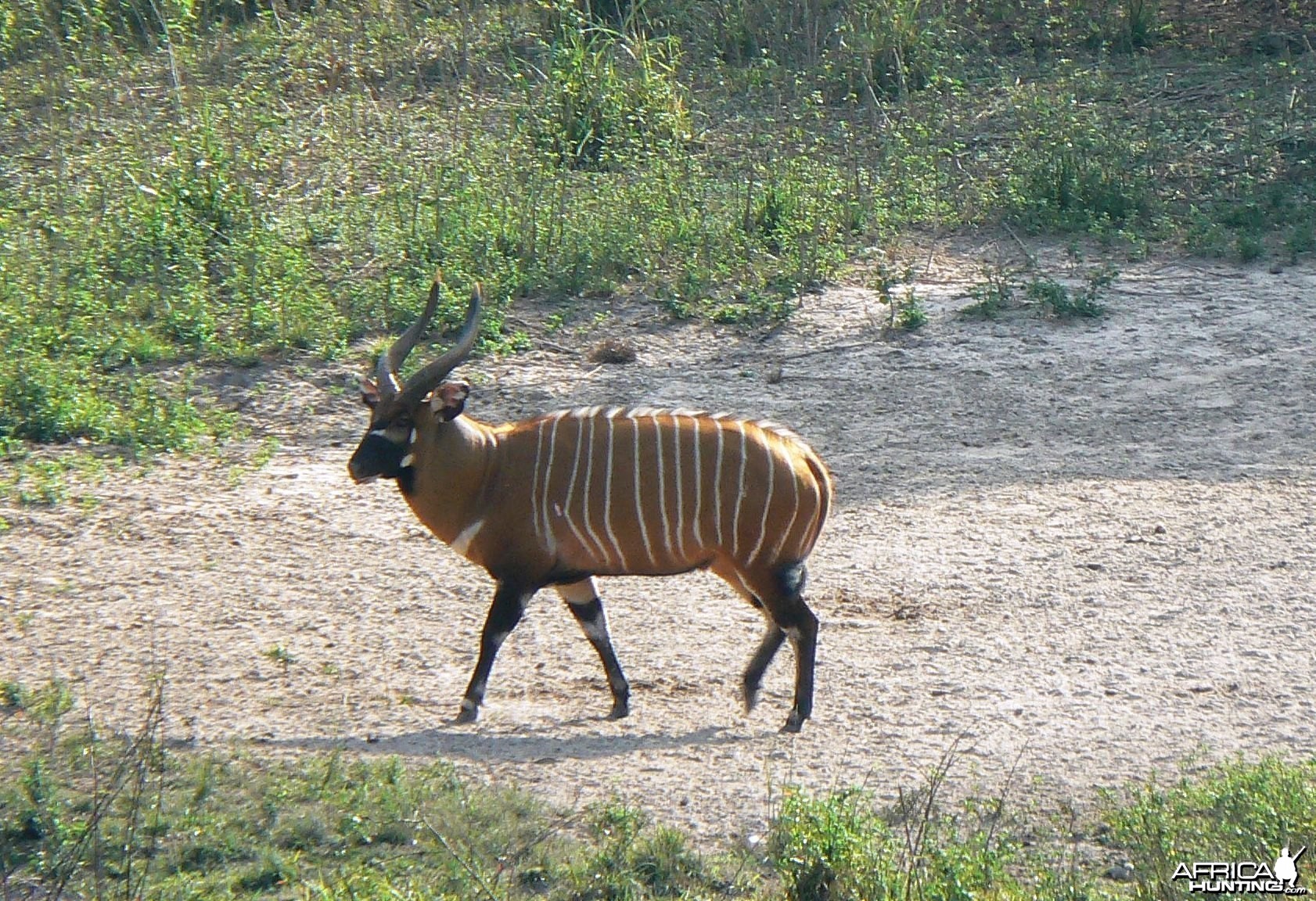 Bongo in CAR