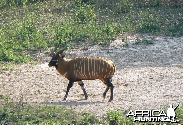 Bongo in CAR