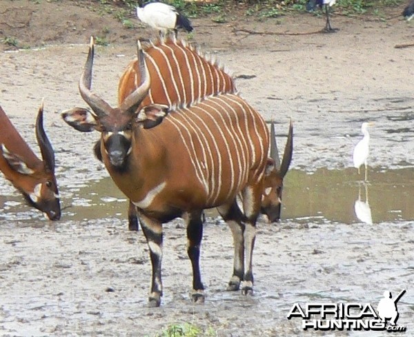 Bongo in CAR