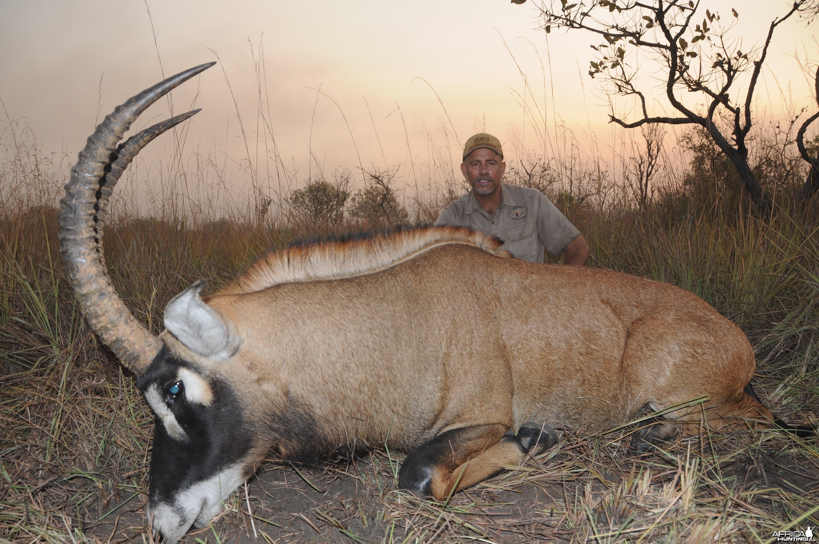 35 inch Roan