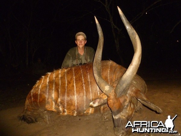 35.5 inch Bongo