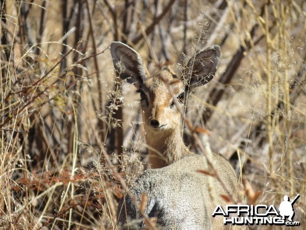 Damara Dik-dik Namibia