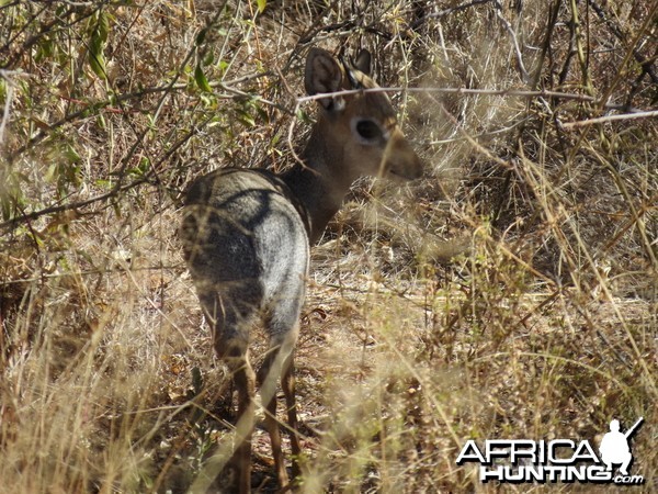 Damara Dik-dik Namibia