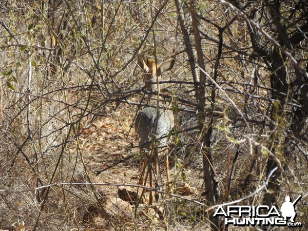 Damara Dik-dik Namibia