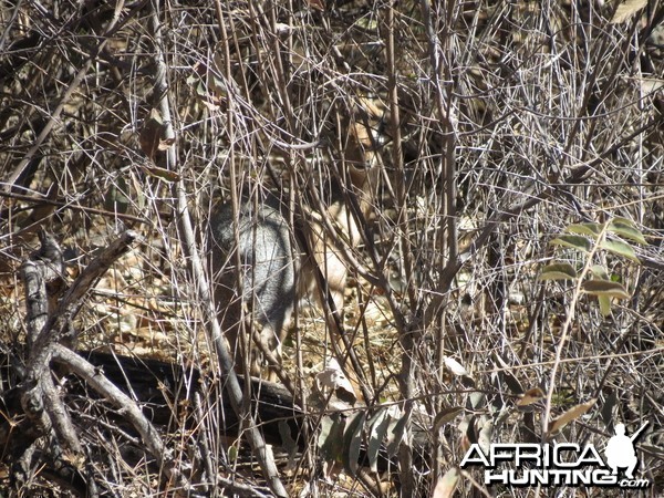 Damara Dik-dik Namibia