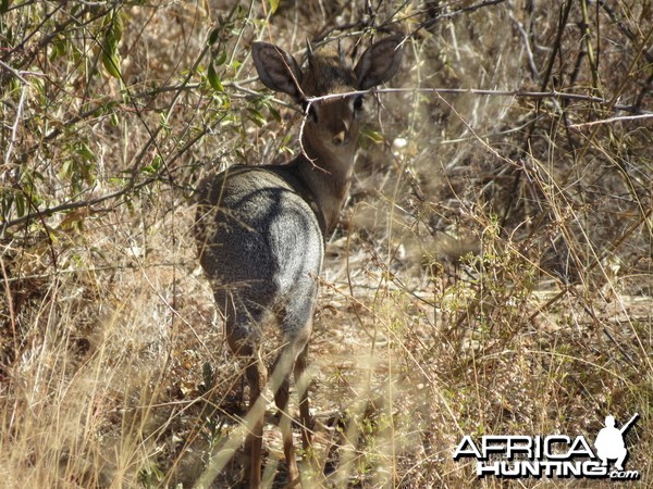 Damara Dik-dik Namibia