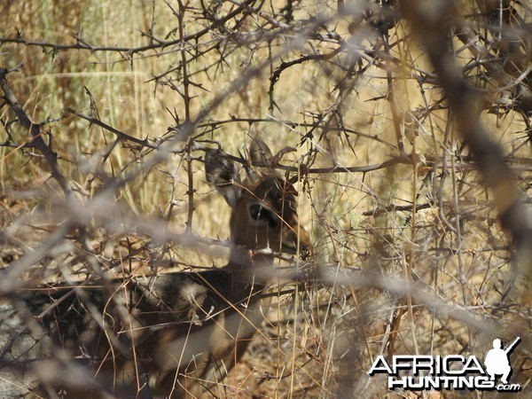 Damara Dik-dik Namibia