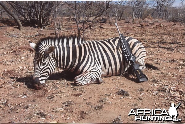 Zebra Stallion